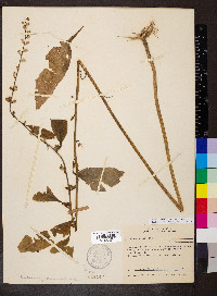 Campanulastrum americanum image