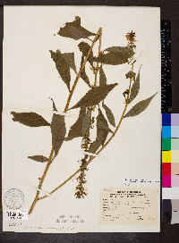 Campanulastrum americanum image