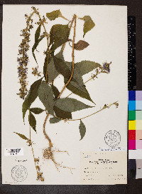 Campanulastrum americanum image