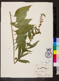 Campanulastrum americanum image