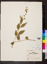 Campanulastrum americanum image