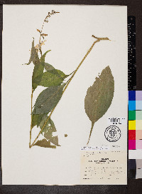 Campanulastrum americanum image