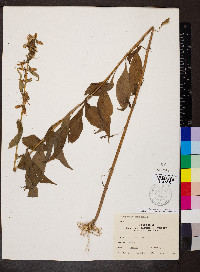 Campanulastrum americanum image