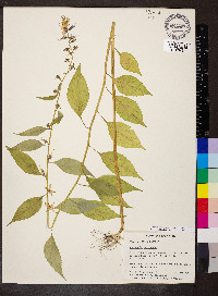 Campanulastrum americanum image