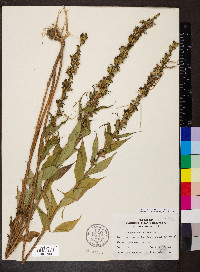 Campanulastrum americanum image