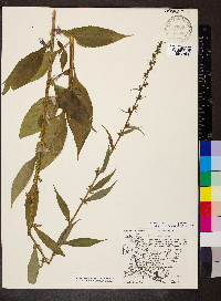 Campanulastrum americanum image