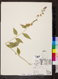 Campanulastrum americanum image