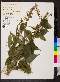 Campanulastrum americanum image