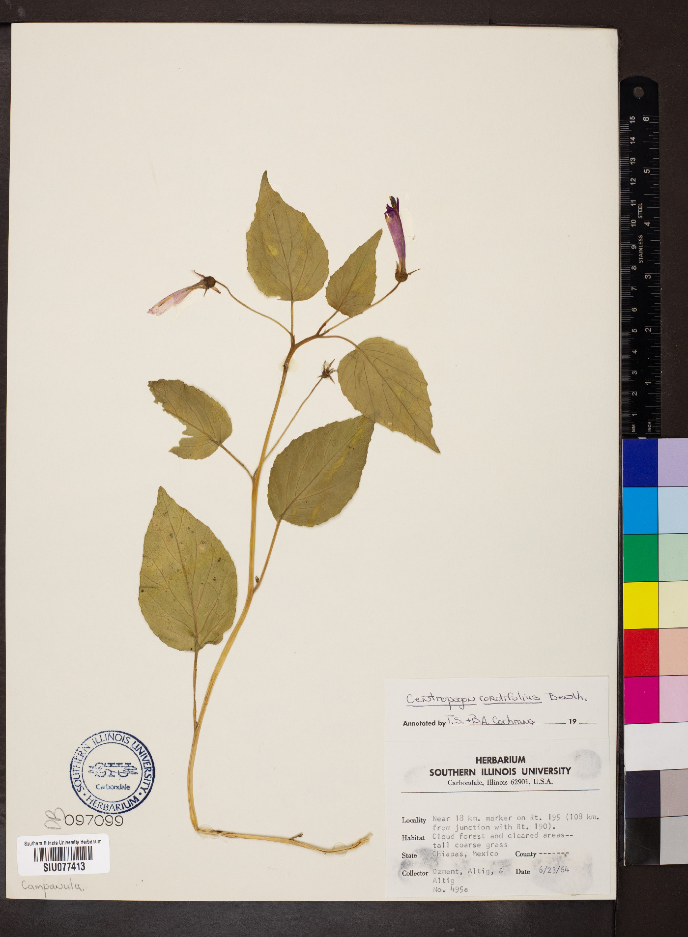 Centropogon cordifolius image