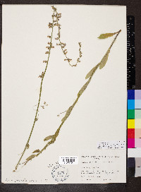 Lobelia appendiculata image