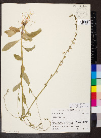 Lobelia appendiculata image