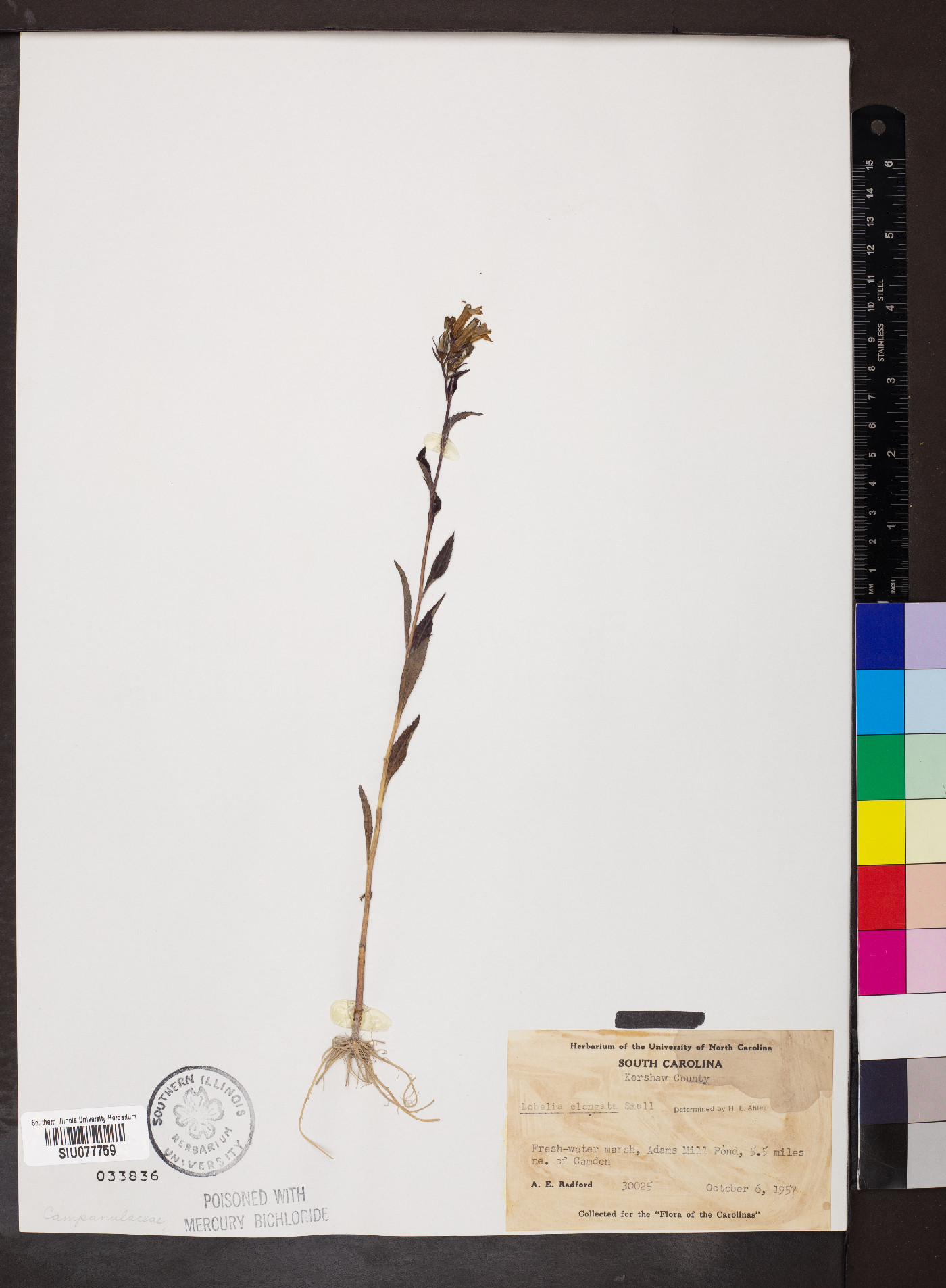 Lobelia elongata image