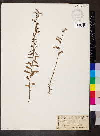 Lobelia glandulosa image