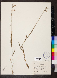 Lobelia glandulosa image