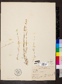 Lobelia kalmii image