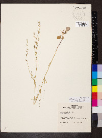 Lobelia nuttallii image