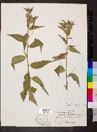 Lobelia laxiflora image