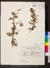 Lobelia laxiflora image