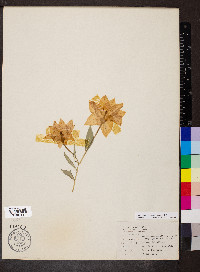 Platycodon grandiflorus image