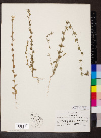 Triodanis perfoliata var. biflora image