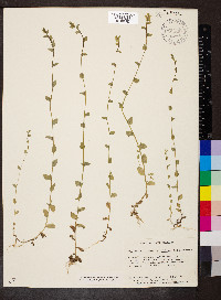 Triodanis perfoliata var. biflora image