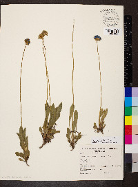 Brunonia australis image