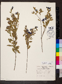 Image of Dampiera linearis