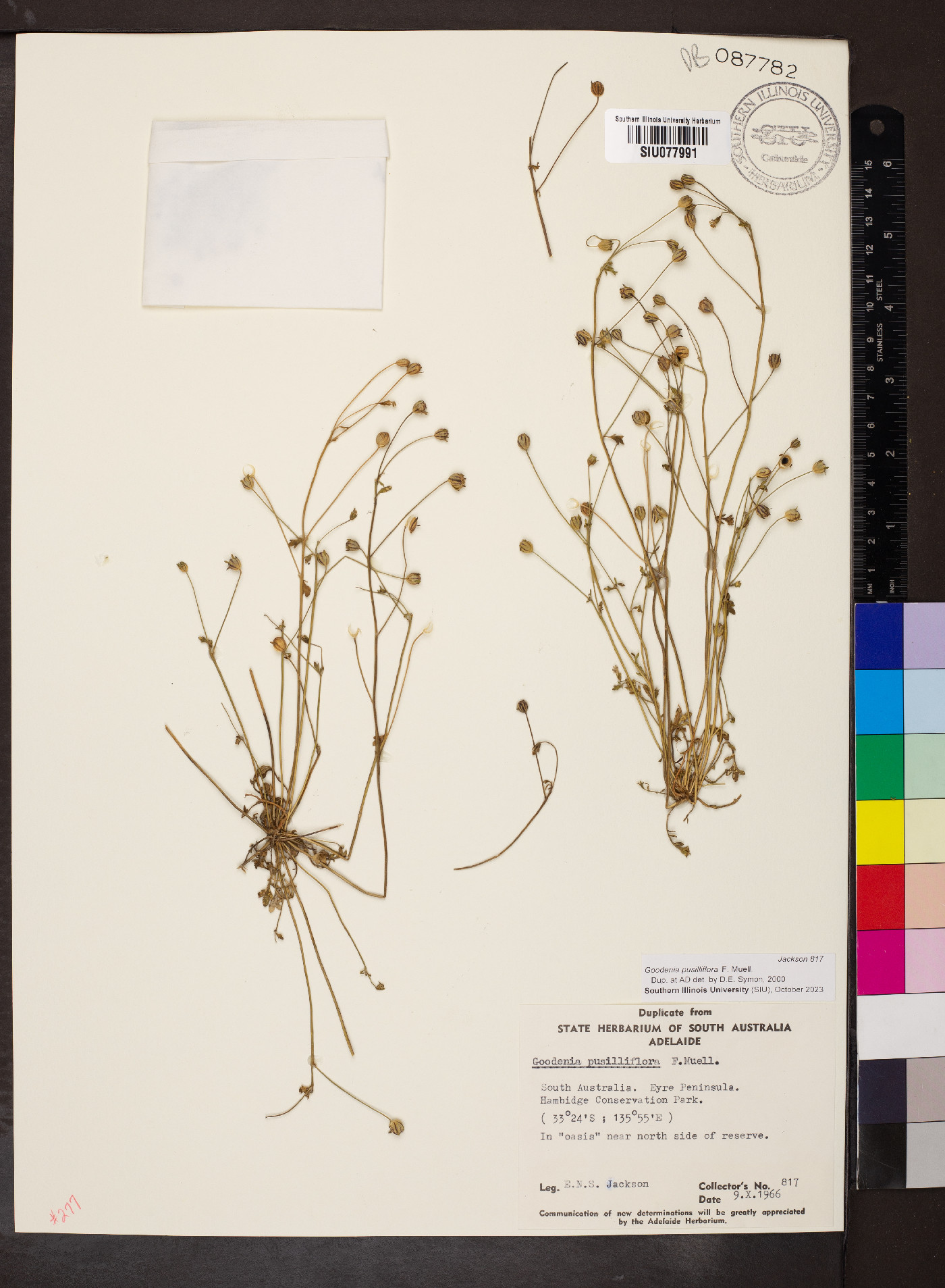 Goodenia pusilliflora image