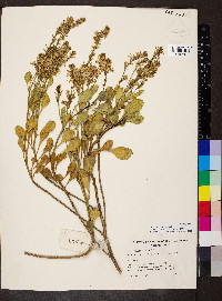 Scaevola crassifolia image