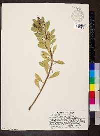 Scaevola kilaueae image