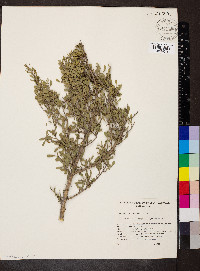 Media resource of Scaevola spinescens