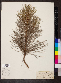 Pinus resinosa image