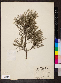 Pinus sylvestris image