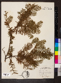 Taxus canadensis image