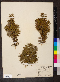 Taxus cuspidata var. nana image