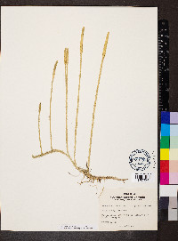 Lycopodiella appressa image