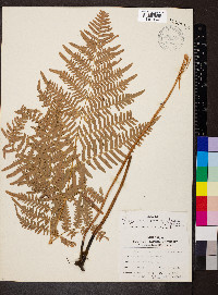 Pteridium aquilinum var. latiusculum image