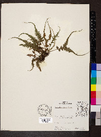 Asplenium pinnatifidum image