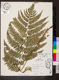 Dryopteris goldieana image