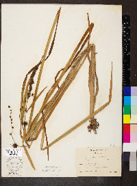 Sparganium eurycarpum image