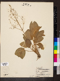 Alisma plantago-aquatica image