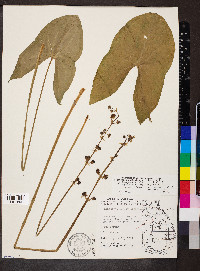 Sagittaria australis image