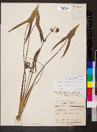 Sagittaria brevirostra image