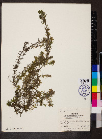 Elodea canadensis image