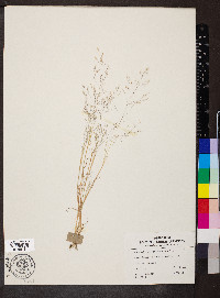 Agrostis elliottiana image