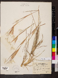 Andropogon gyrans image