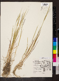 Aegilops cylindrica image