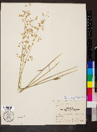 Anthoxanthum nitens image