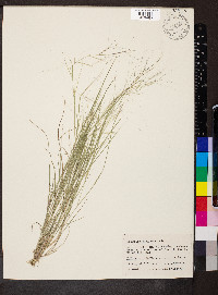 Aristida oligantha image