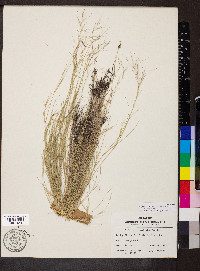 Aristida ramosissima image